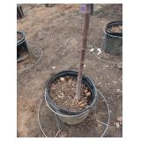 Coral Burst Crabapple Tree