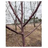 Royal Raindrop Crabapple Tree