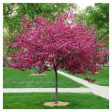 Royal Raindrop Crabapple Tree