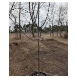 Royal Raindrop Crabapple Tree