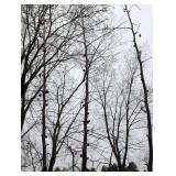 Royal Raindrop Crabapple Tree