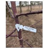 Royal Raindrop Crabapple Tree