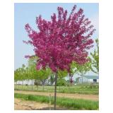 Red Barron Crabbapple Tree in Pot