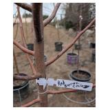 Red Barron Crabbapple Tree in Pot