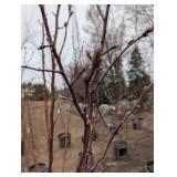 Red Barron Crabbapple Tree in Pot