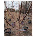 Red Barron Crabbapple Tree in Pot