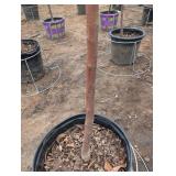 Red Barron Crabbapple Tree in Pot
