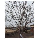 Tinkerbell lilac tree