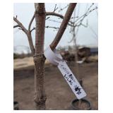 Tinkerbell lilac tree