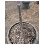 Tinkerbell lilac tree