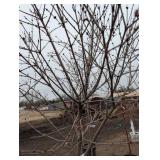 Tinkerbell lilac tree