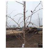 Crimson Cloud Crabapple Tree