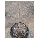 Crimson Cloud Crabapple Tree