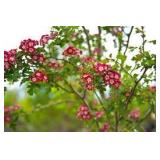 Crimson Cloud Crabapple Tree