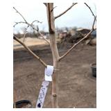 Crimson Cloud Crabapple Tree