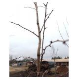 Crimson Cloud Crabapple Tree