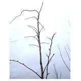 Crimson Cloud Crabapple Tree