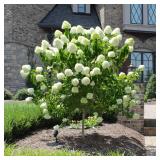 Limelight Panicle Hydrangea