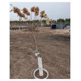 Limelight Panicle Hydrangea