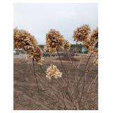 Limelight Panicle Hydrangea