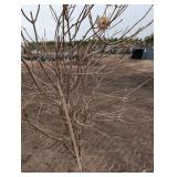 Limelight Panicle Hydrangea