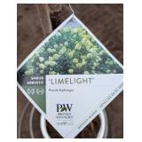 Limelight Panicle Hydrangea