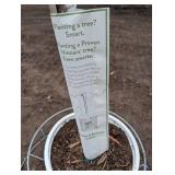 Limelight Panicle Hydrangea