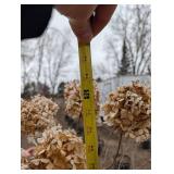 Limelight Panicle Hydrangea