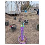 First Editions Vanilla Strawberry Hydrangea Tree Form - Panicle Hydrangea