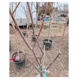 First Editions Vanilla Strawberry Hydrangea Tree Form - Panicle Hydrangea