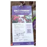 First Editions Vanilla Strawberry Hydrangea Tree Form - Panicle Hydrangea
