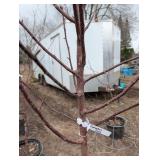 Courageous Crabapple Tree