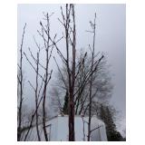 Courageous Crabapple Tree