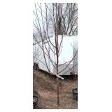 Courageous Crabapple Tree