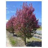 Courageous Crabapple Tree