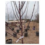 Courageous Crabapple Tree