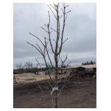 Japanese Tree Lilac Syringa reticulata