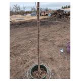 Japanese Tree Lilac Syringa reticulata