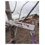 Japanese Tree Lilac Syringa reticulata