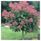 6 ft Tall Ornamental Tree in Pot - Multi-Stem, Dried Panicles