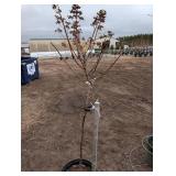 6 ft Tall Ornamental Tree in Pot - Multi-Stem, Dried Panicles