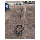 6 ft Tall Ornamental Tree in Pot - Multi-Stem, Dried Panicles