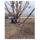 6 ft Tall Ornamental Tree in Pot - Multi-Stem, Dried Panicles