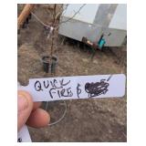 6 ft Tall Ornamental Tree in Pot - Multi-Stem, Dried Panicles