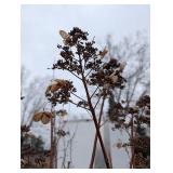 6 ft Tall Ornamental Tree in Pot - Multi-Stem, Dried Panicles