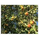 Golden Spice Pear Tree