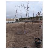 Golden Spice Pear Tree