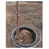 Golden Spice Pear Tree