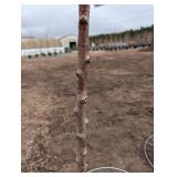 Golden Spice Pear Tree