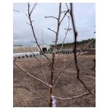 Golden Spice Pear Tree